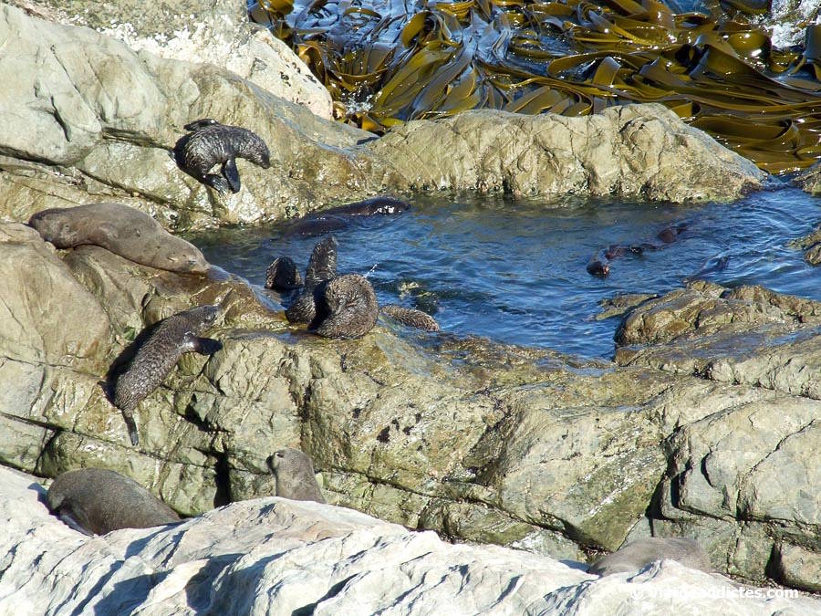 Colònia de llops marins de Nova Zelanda entre les roques de la costa oriental (entre Kekerengu i Kaikōura, illa Sud de Nova Zelanda) Colònia de llops marins de Nova Zelanda entre les roques de la costa oriental (entre Kekerengu i Kaikōura, illa Sud de Nova Zelanda)