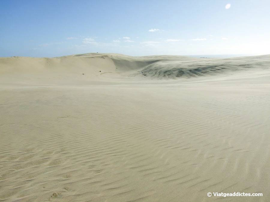 Caminant per un mar de sorra... i al fons el mar de Tasmània (Te Paki, Cape Reinga, illa Nord de Nova Zelanda) Caminant per un mar de sorra... i al fons el mar de Tasmània (Te Paki, Cape Reinga, illa Nord de Nova Zelanda)