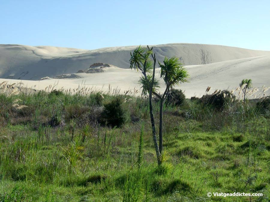 Arribant a les dunes gegants Te Paki (Te Paki, Cape Reinga, illa Nord de Nova Zelanda) Arribant a les dunes gegants Te Paki (Te Paki, Cape Reinga, illa Nord de Nova Zelanda)