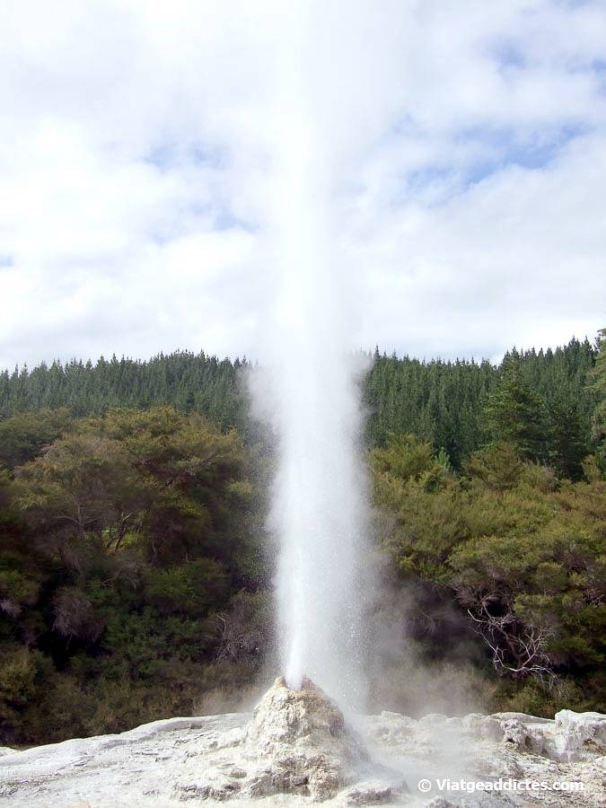 El guèiser Lady Knox en acció (Wai-o-Tapu, illa Nord de Nova Zelanda) El guèiser Lady Knox en acció (Wai-o-Tapu, illa Nord de Nova Zelanda)