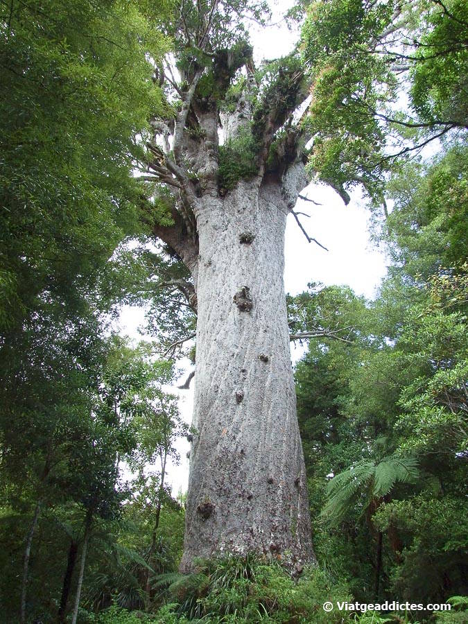 El Tāne Mahuta, un enorme arbre kauri (Waipoua Forest, illa Nord de Nova Zelanda) El Tāne Mahuta, un enorme arbre kauri (Waipoua Forest, illa Nord de Nova Zelanda)