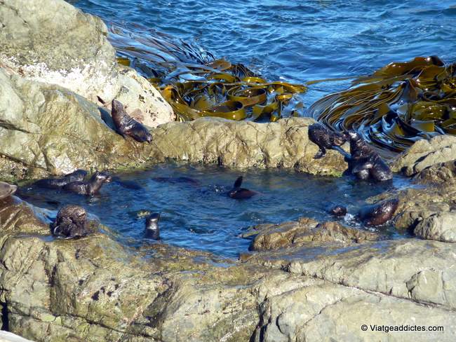 Piscina per als «petits» d'una colònia d'óssos marins en la costa de Kaikoura