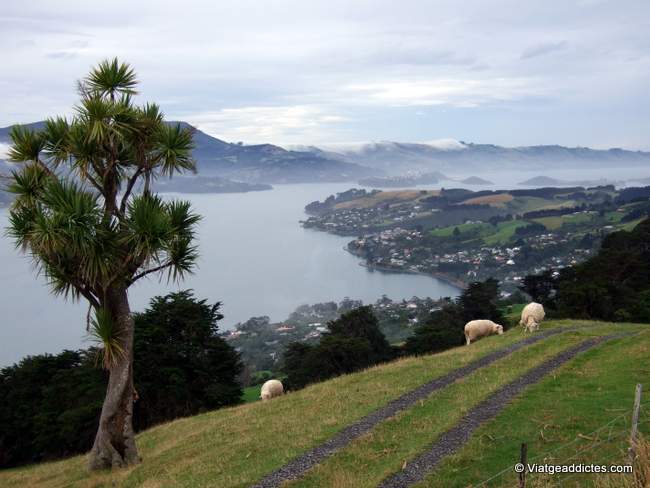Península d'Otago, prop de Dunedin, amb algunes famoses ovelles del país