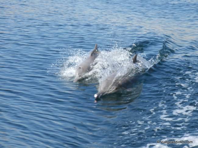 Dofins acompanyant al nostre «dhow»