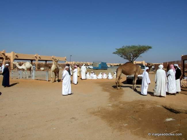 En el mercado de camellos de Al Ain