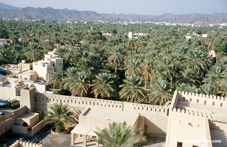 Vistas del palmeral y las montañas Hajjar desde el fuert de Nizwa