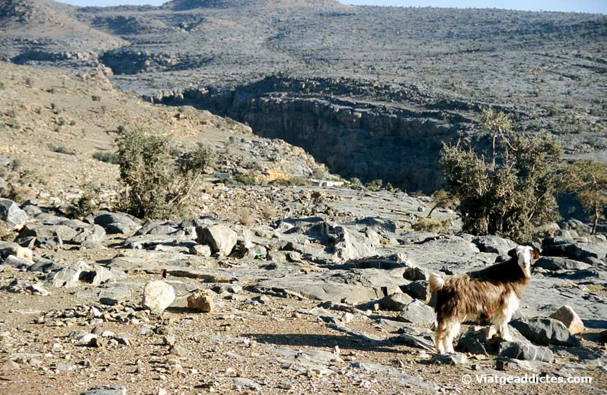 Una cabra junto al cañon de Wadi Ghul, en Jebel Shams