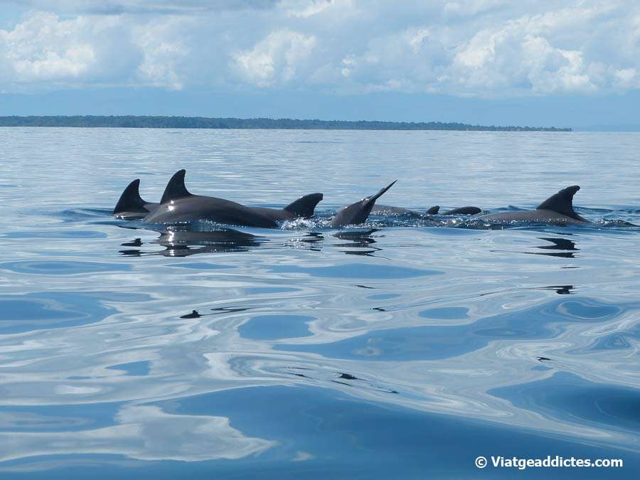 Familia de delfines en las aguas del Parque Nacional Marino Isla Bastimentos