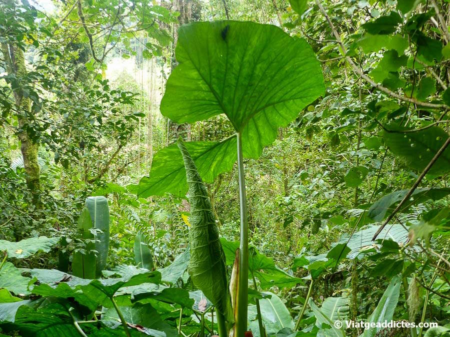 Vegetación frondosa en el Sendero Panamá Verde (P. N. La Amistad)