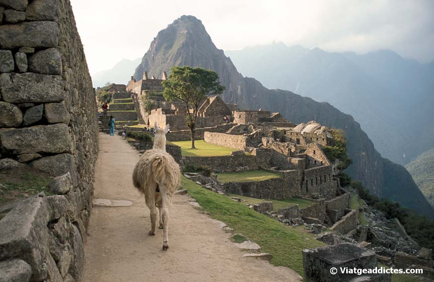 Una llama visitando la ciudadela de Machu Picchu