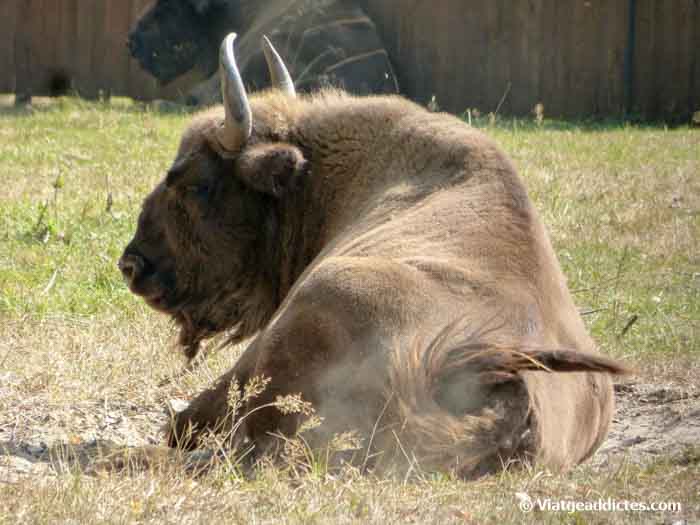 Un bisonte europeo reposando