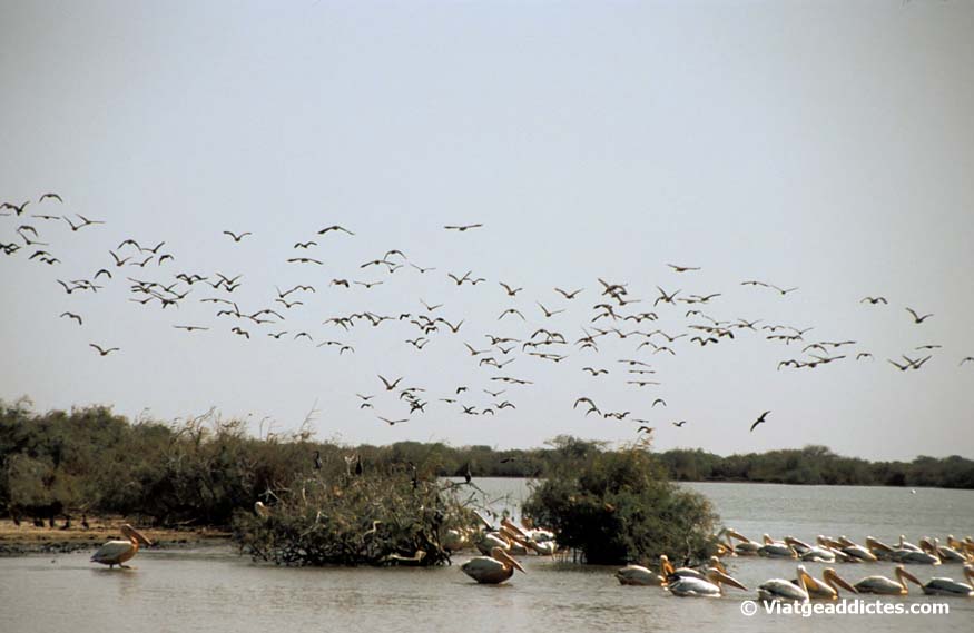 Grupos de pelícanos y otras aves en el P. N. de Djoudj
