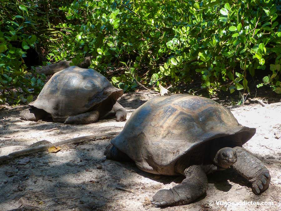 Tortugues gegants d'Aldabra (Anse Papaie, Curieuse)