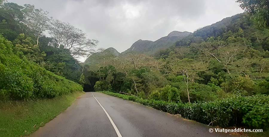 Conduciendo por la carretera Sans Soucis Rd a través del parque Morne Seychellois (Mahé)
