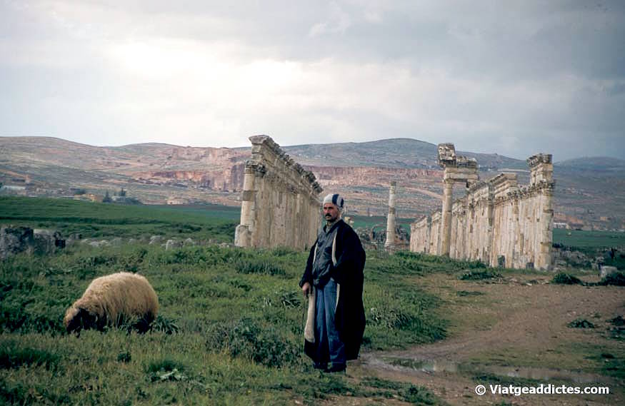 Pastor de ovejas junto a las ruinas de Apamea