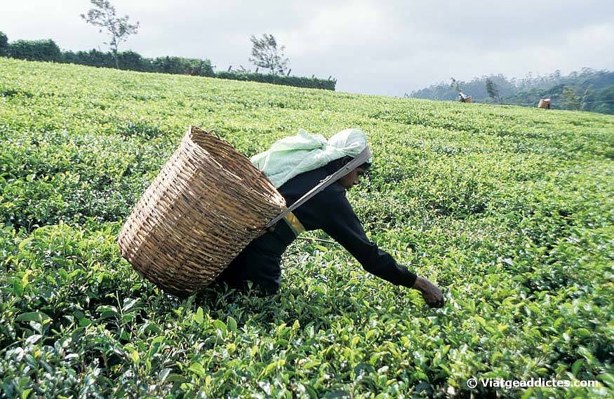 Dona recollint les fulles del te (prop de Nuwara Eliya)