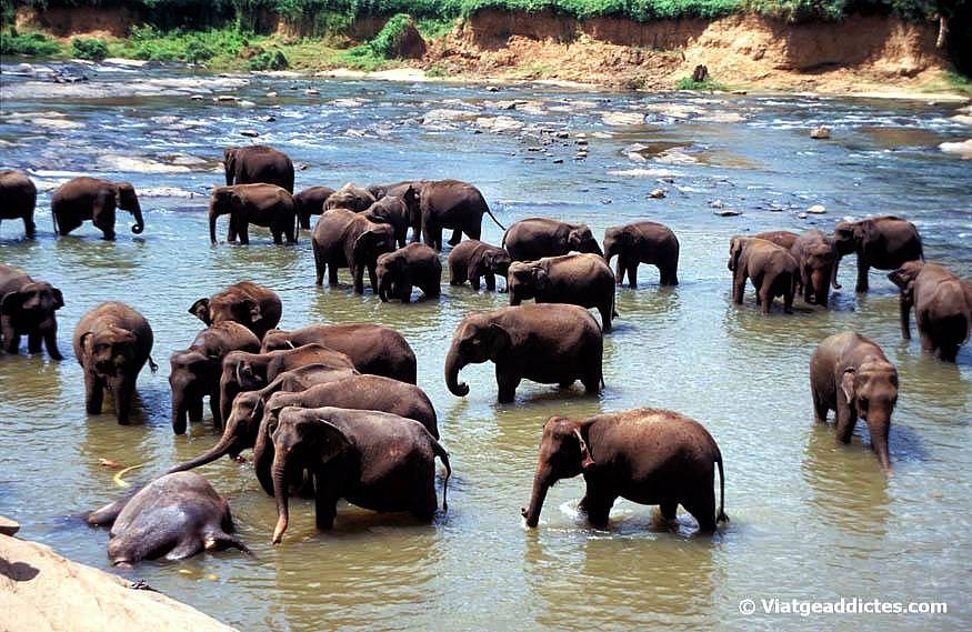 Hora del baño de los elefantes en Pinnewala