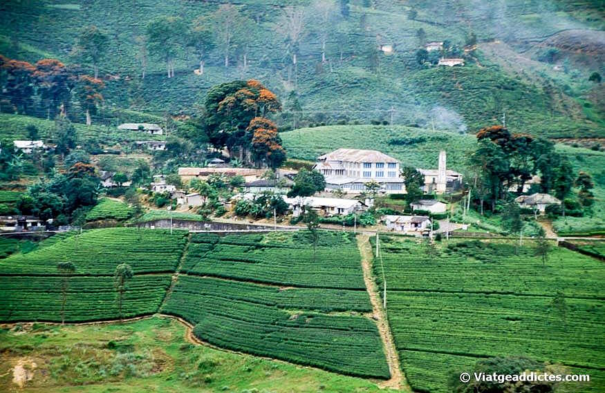 Plantación y factoría de té en los alrededores de Nuwara Eliya