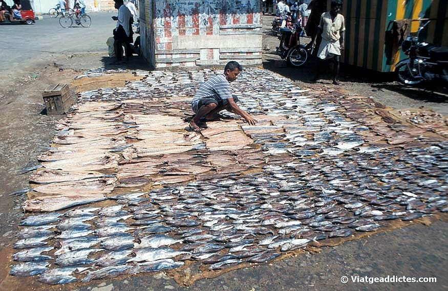 Pescado puesto a secar (lonja del pescado de Trincomalee)