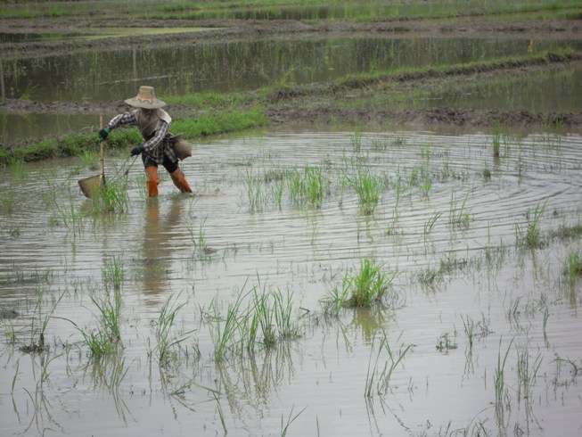 Campos de arroz en alrededores de Chiang Mai