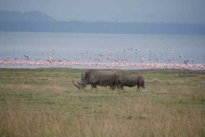 Al llac Nakuru