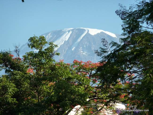 El pico Kibo (Kilimanjaro) vista desde Moshi