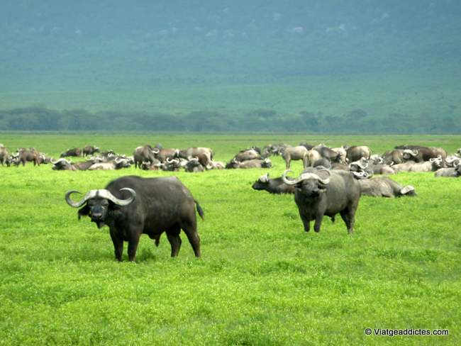 Búfals amb cara de pocs amics (P.N. Ngorongoro)