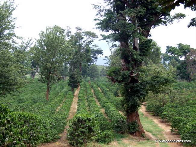Camps de cafè als peus del Kili (Mweka)