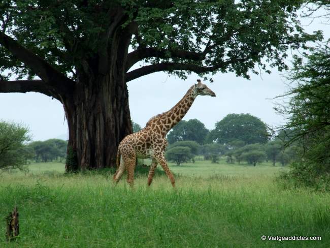 Girafa davant d'un baobab (P. N. Tarangire)