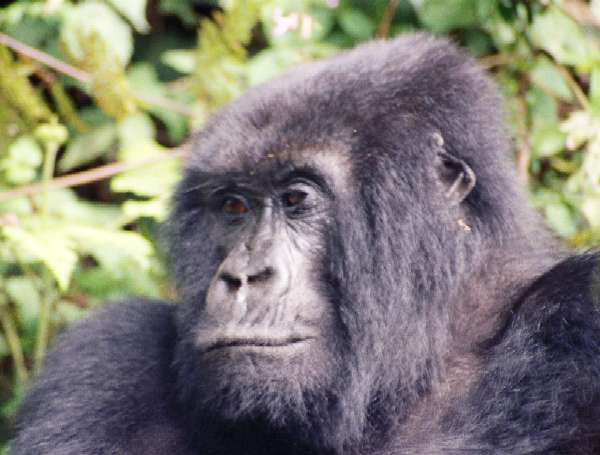Goril·la al PN dels Volcans