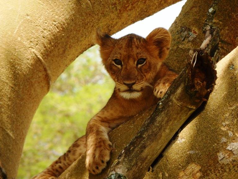 Cadell de lleó (Queen Elizabeth N.P. - Uganda)