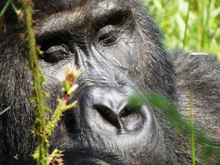 Imatge d'un goril·la (Bwindi N.P. - Uganda)