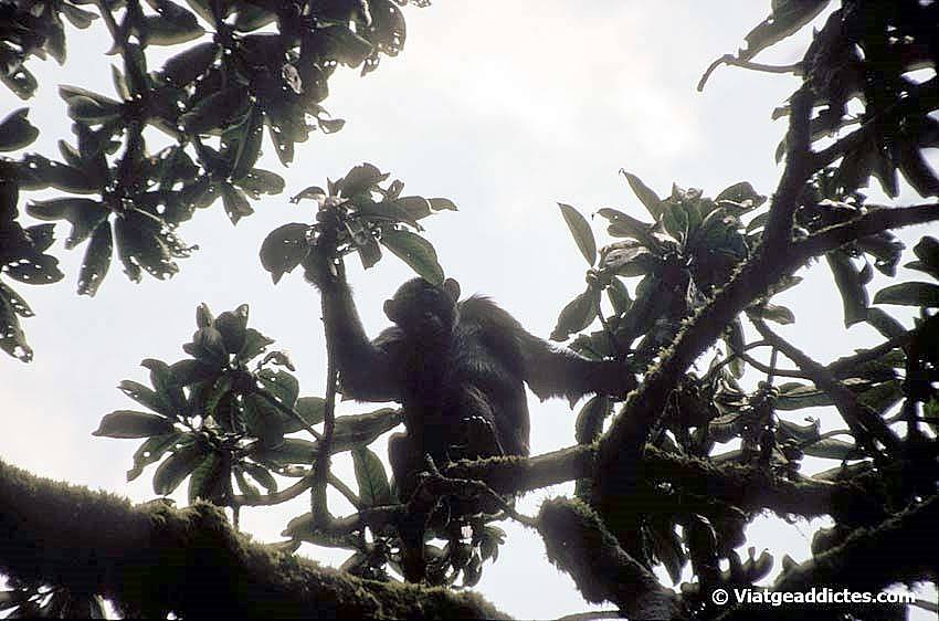 Un chimpancé observándonos desde un árbol (P. N. Kibale)