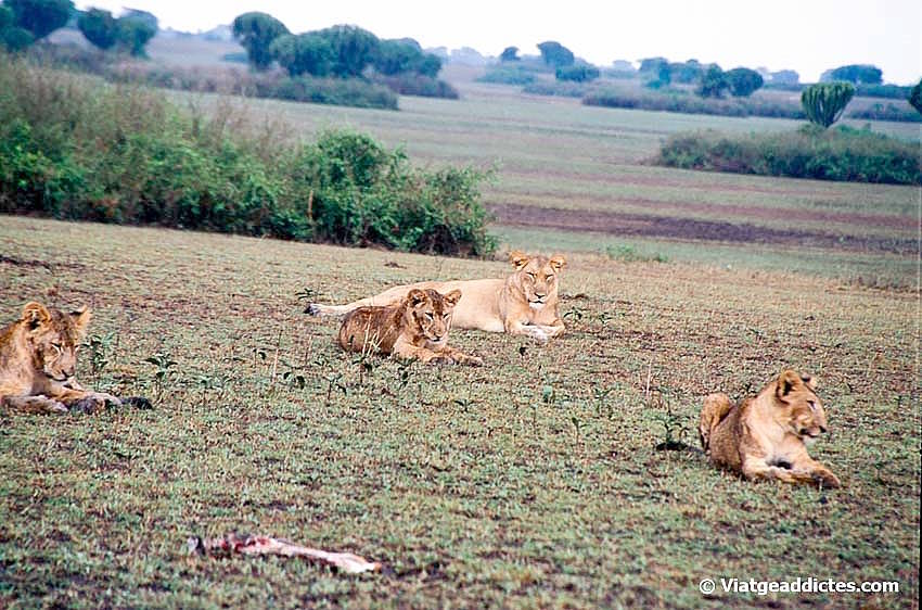 Grup de lleones descansant (P. N. Queen Elizatbeth)