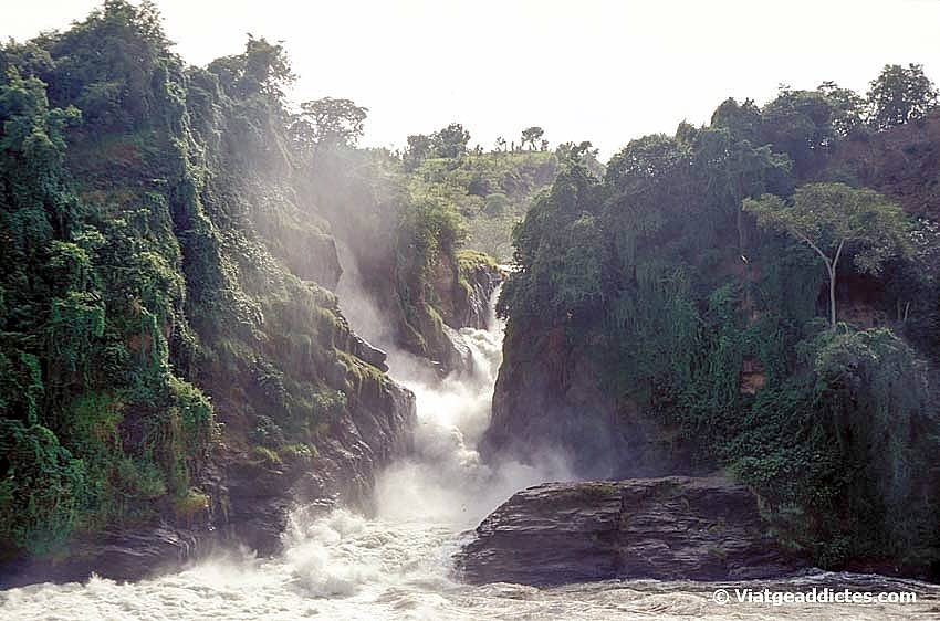 Les cascades de Murchison (P. N. de Murchison Falls)