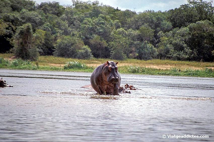 Hipopótamos en el río Nilo (P. N. de Murchison Falls)