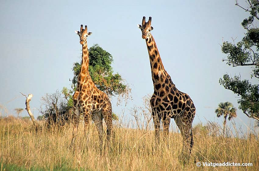 Cara a cara amb unes girafes encuriosides