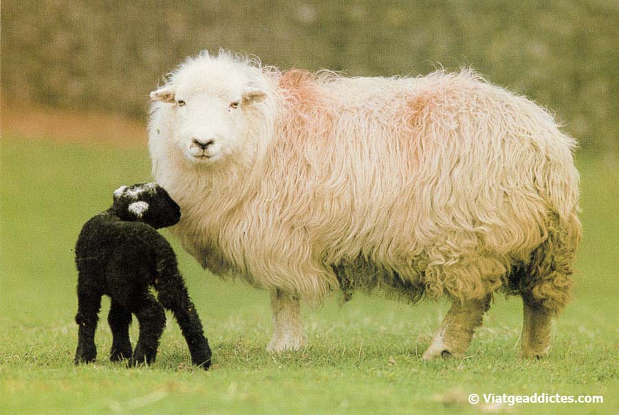 Les ovelles, sempre omnipresents en els paisatges d'Escòcia