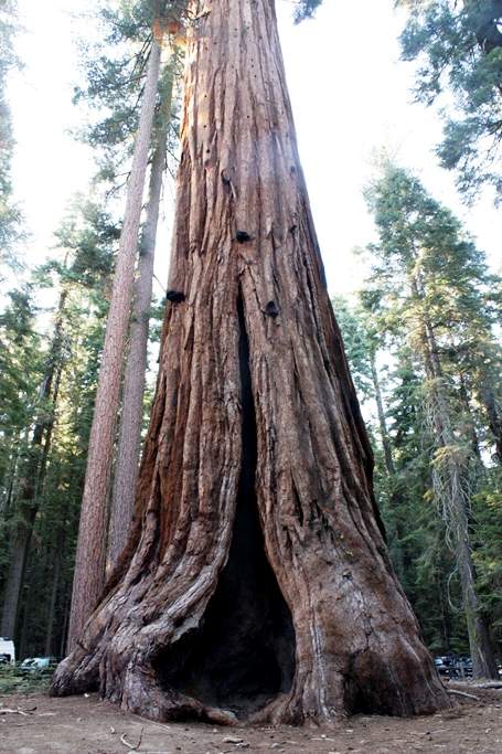 Gran sequoia al Yosemite N.P.