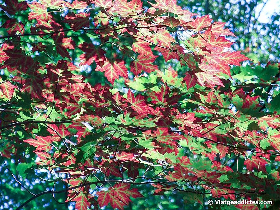 L'inici del canvi de color de les fulles de l'auró roig en la tardor (White Mountains National Forest, NH)