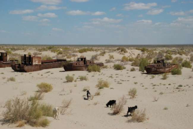 Cabras triscando en lo que fue el fondo del mar Aral