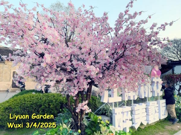 Floració dels cirerers en el Jardí Liiyan de Wuxi 