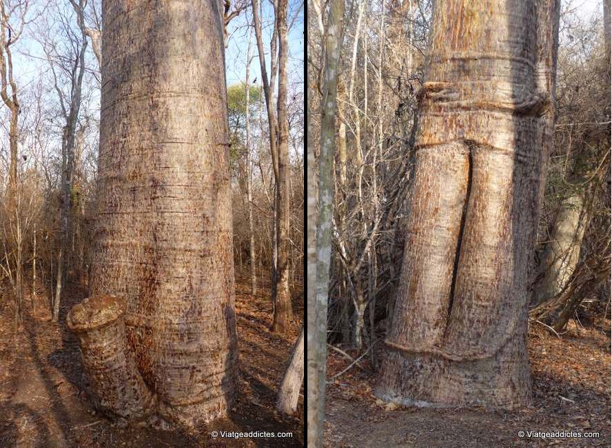 Reserva Esp. Andranomena (Madagascar). Los llaman «baobab macho» i «baobab hembra»... ¿Adivináis ya porqué?