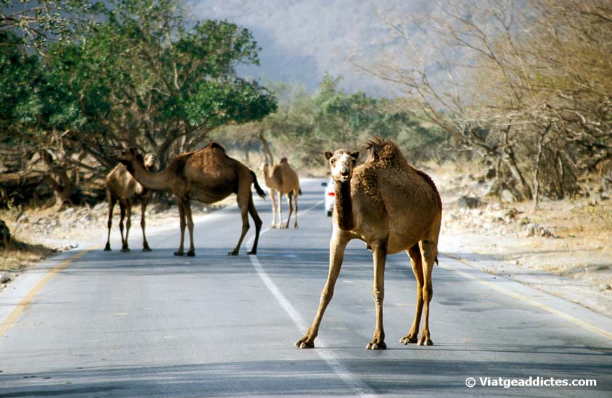 Dhofar (Oman). Dromedari enxampat in fraganti a la carretera... I ara qui s'aparta, eh?
