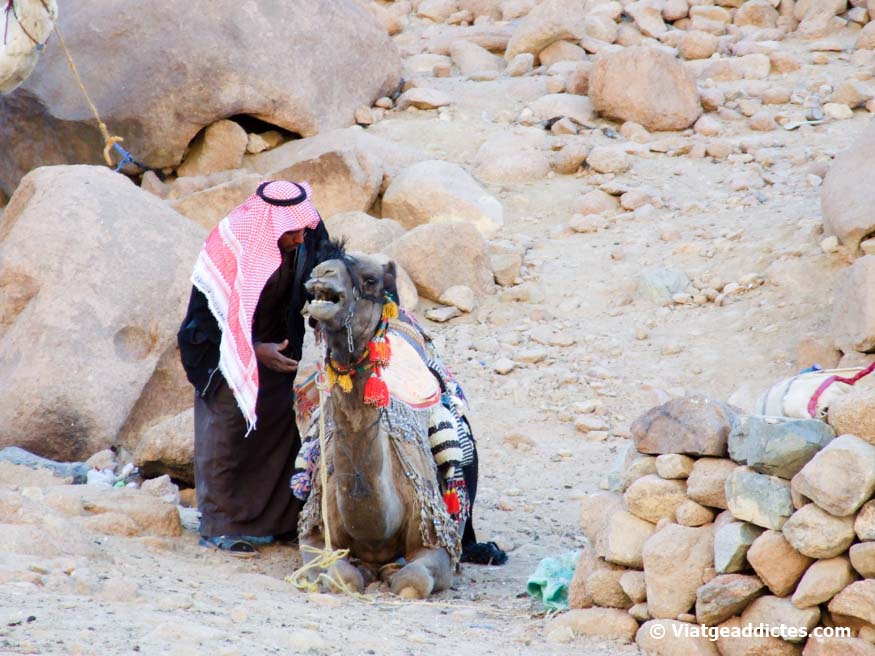 Mount Sinai (Egypt). Giving the latest tips to his camel before the arrival of tourists, near Saint Katherine