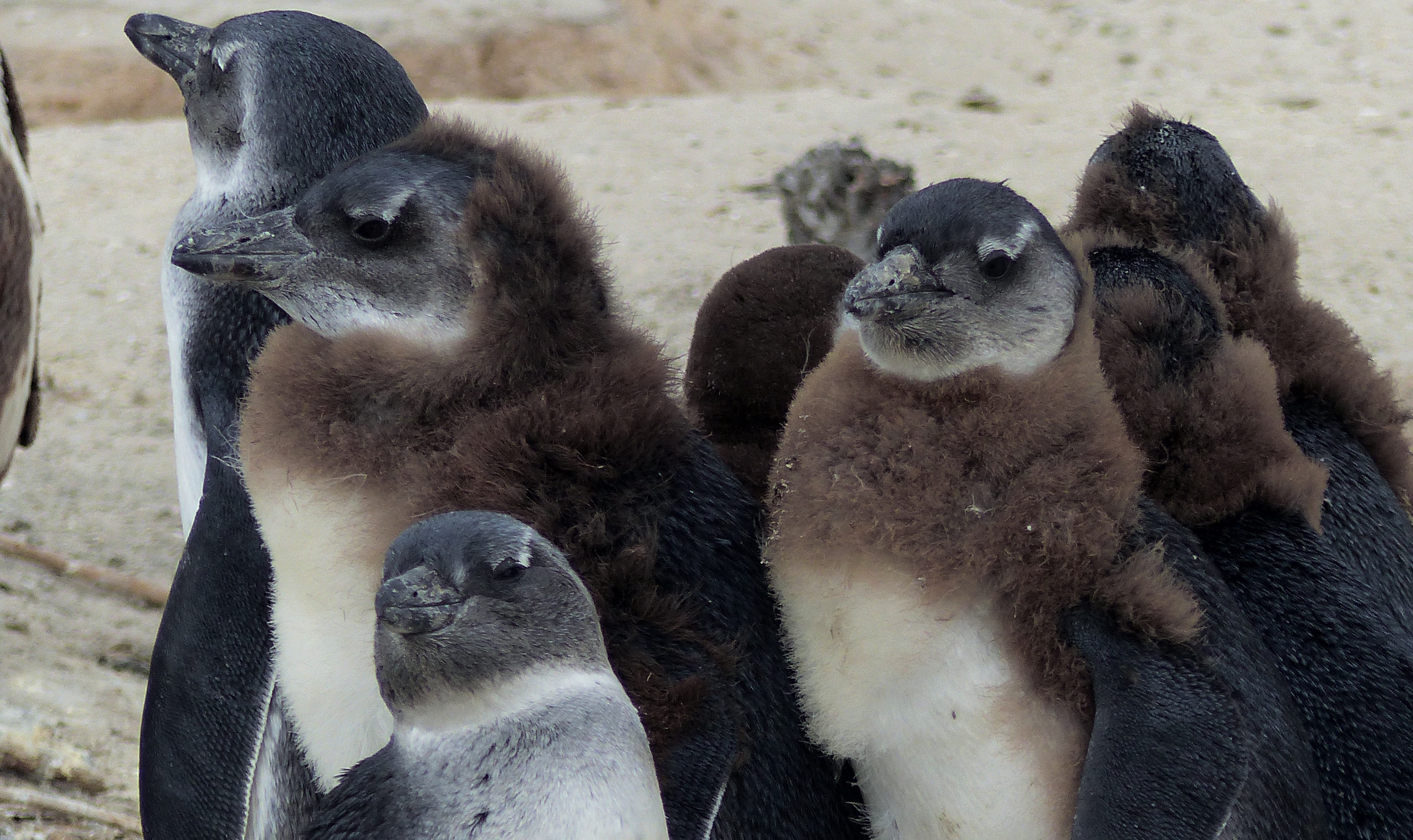 Joves pingüins africans a la platja de Boulder's (prop de Ciutat del Cap, Sud-Àfrica)