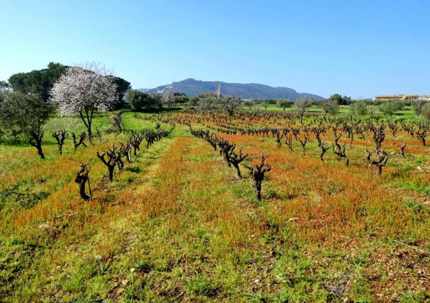 Vista de la llanura de Calonge