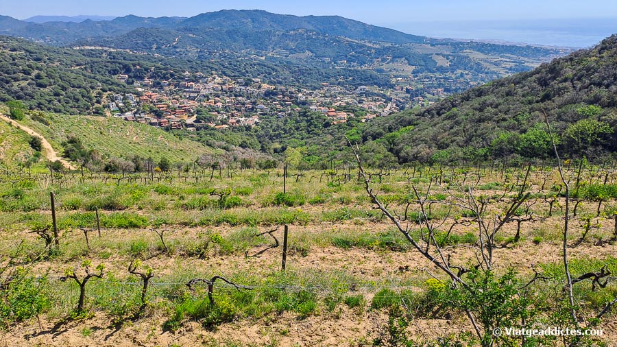 Camps de vinyes i vistes cap a Alella Camps de vinyes i vistes cap a Alella