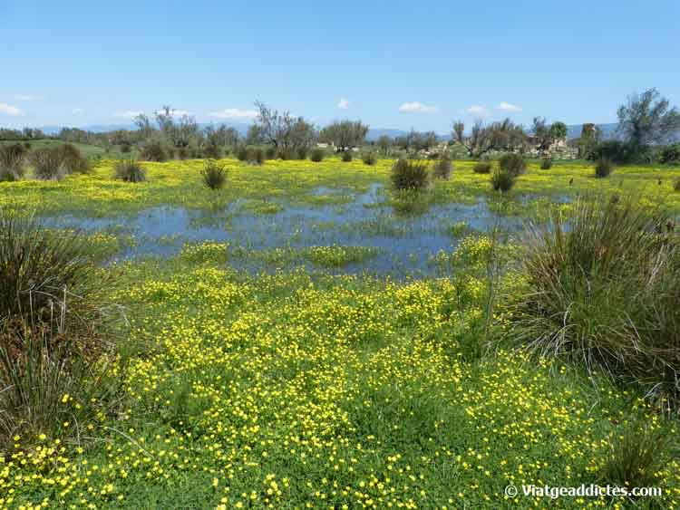 Vista de una zona de las marismas en primavera