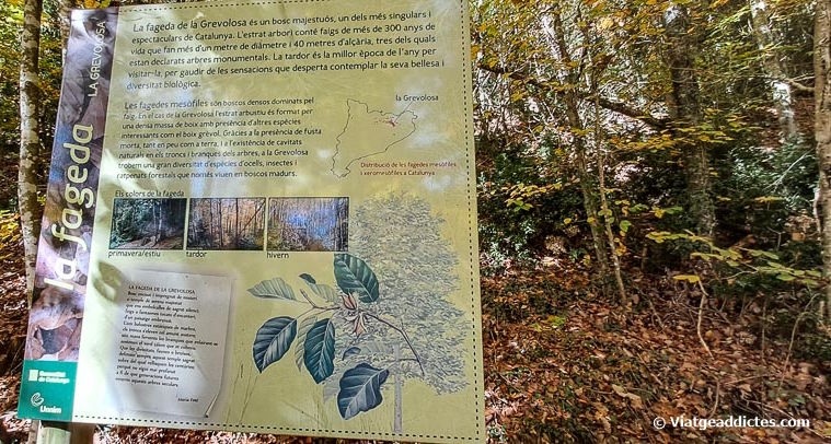Panell informatiu en el bosc de la Grevolosa